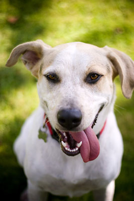 Verstehen Sie, wie Hunde während Fotosessions kommunizieren