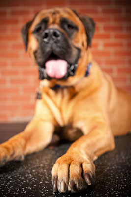 Machen Sie eine Bestandsaufnahme der grundlegenden Informationen über den Hund, den Sie fotografieren