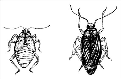 Insekten, die Ihrem Garten schaden