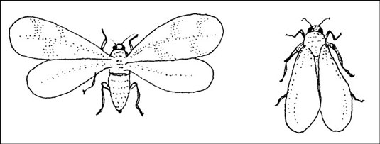 Insekten vertreiben, die Kübelpflanzen jagen