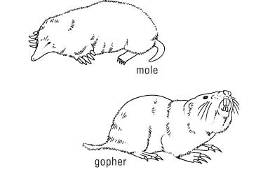 Umgang mit Erdhörnchen und Maulwürfen in Ihrem Rasen