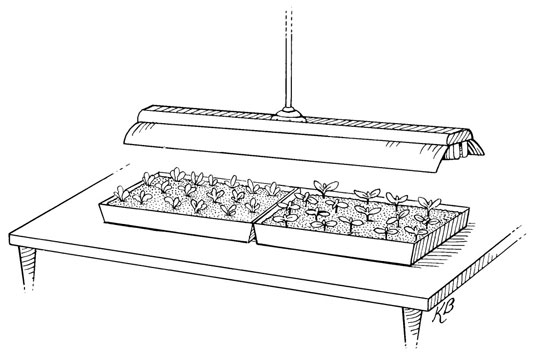 Wie man Setzlinge für Urban Farming anbaut