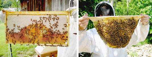 Die Teile eines Bienenstocks