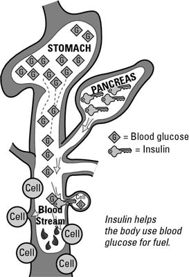 So regulieren Sie Insulin und Blutzucker mit einer niedrigglykämischen Ernährung
