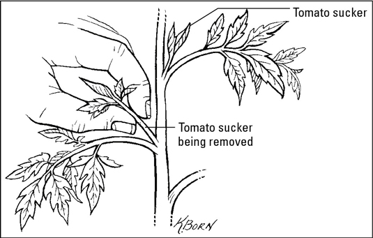 Tomaten anbauen