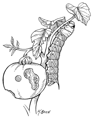Tomaten anbauen
