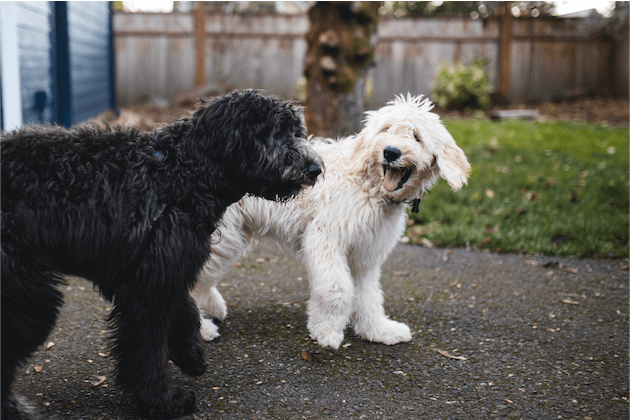 Die Vor- und Nachteile von Designerhunden erkunden