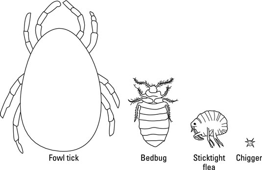 Temporäre externe Parasiten von Hühnern