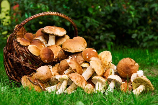 10 pflanzliche Lebensmittel, die Ihre Immunität stärken